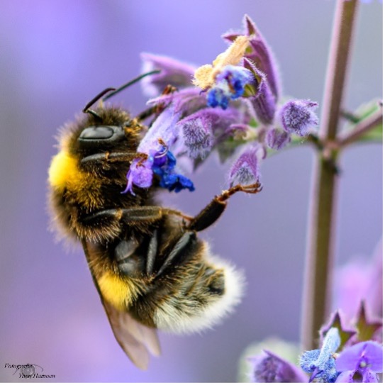 🐝 Landelijke Open Imkerijdag – Tuinen van Boskoop 🍯